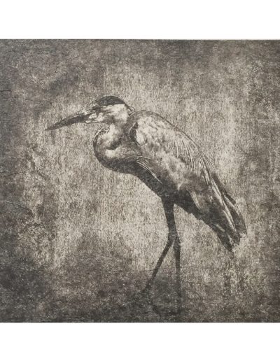 Heron, photographie, art